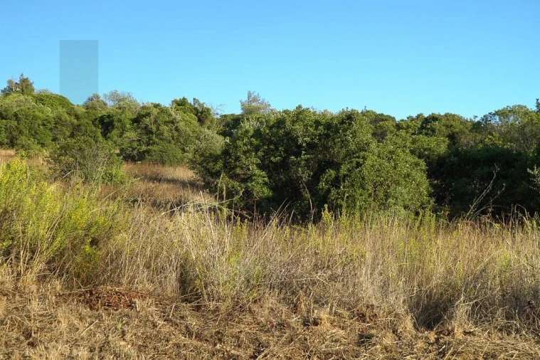 Terreno para Venda em Loule (São Clemente) Foto 15