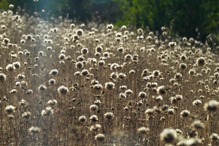 Terreno para Venda em Loule (São Clemente) Foto 27