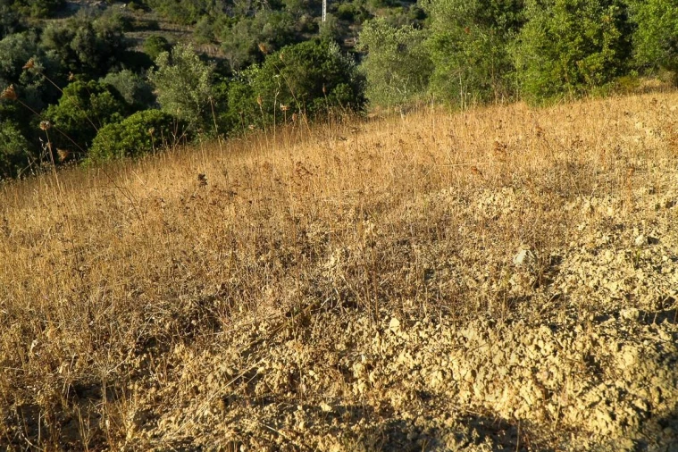 Terreno para Venda em Loule (São Clemente) Foto 25