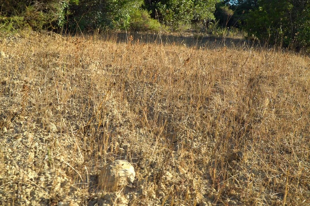 Terreno para Venda em Loule (São Clemente) Foto 26