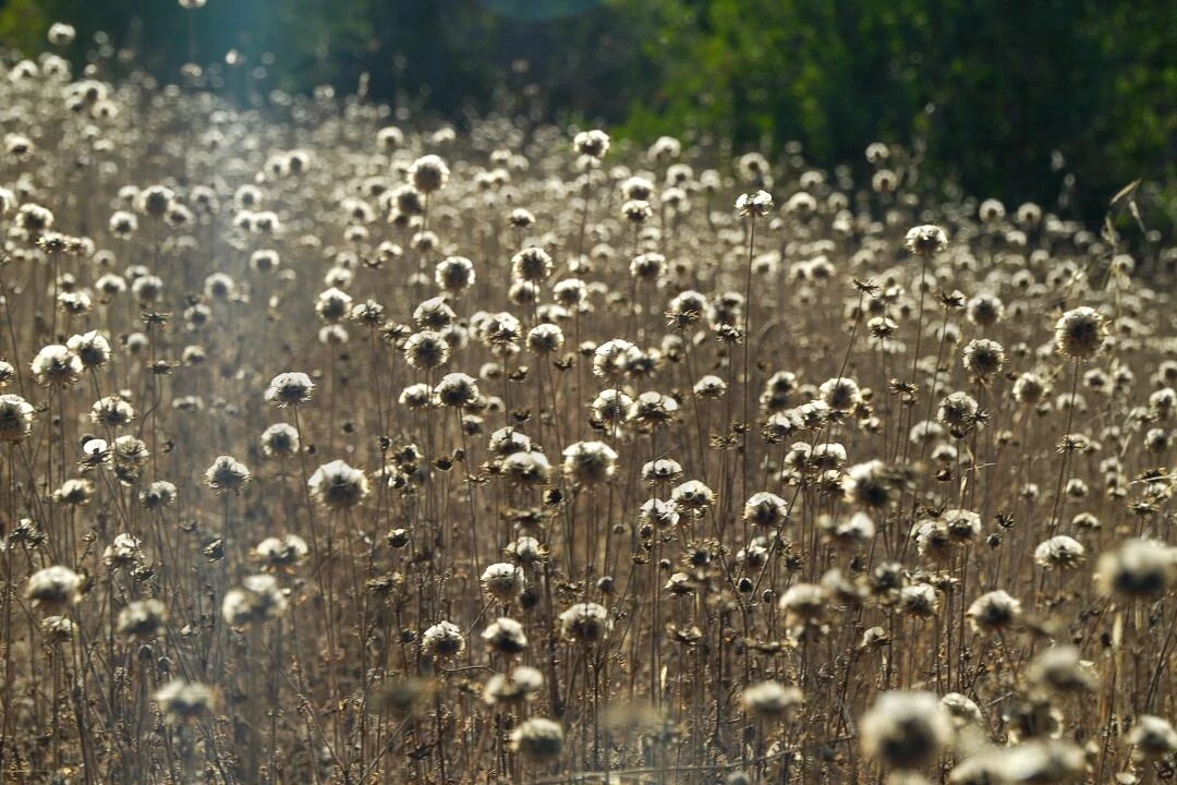 Terreno para Venda em Loule (São Clemente) Foto 27