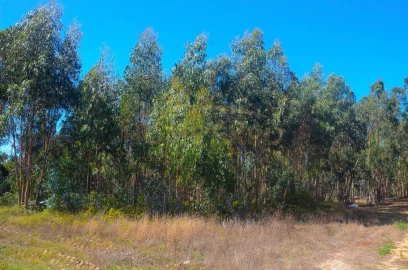 Terreno Agricola ou Rústico para Venda em São Bartolomeu dos Galegos e Moledo