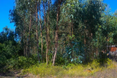 Terreno Agricola ou Rústico para Venda em São Bartolomeu dos Galegos e Moledo