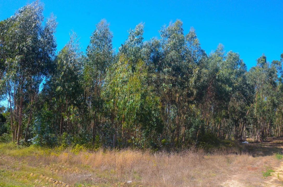 Terreno Agricola ou Rústico para Venda em São Bartolomeu dos Galegos e Moledo Foto 4