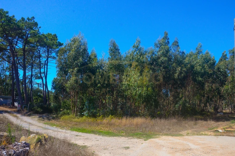Terreno Agricola ou Rústico para Venda em São Bartolomeu dos Galegos e Moledo Foto 2