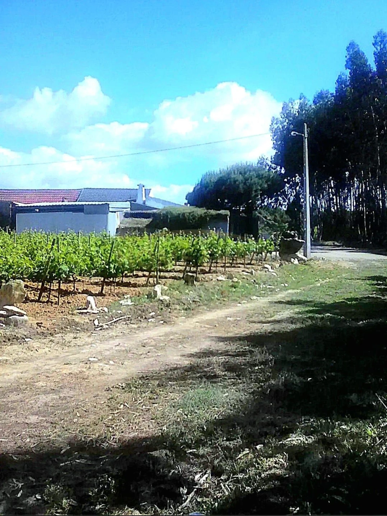 Terreno Agricola ou Rústico para Venda em São Bartolomeu dos Galegos e Moledo Foto 1