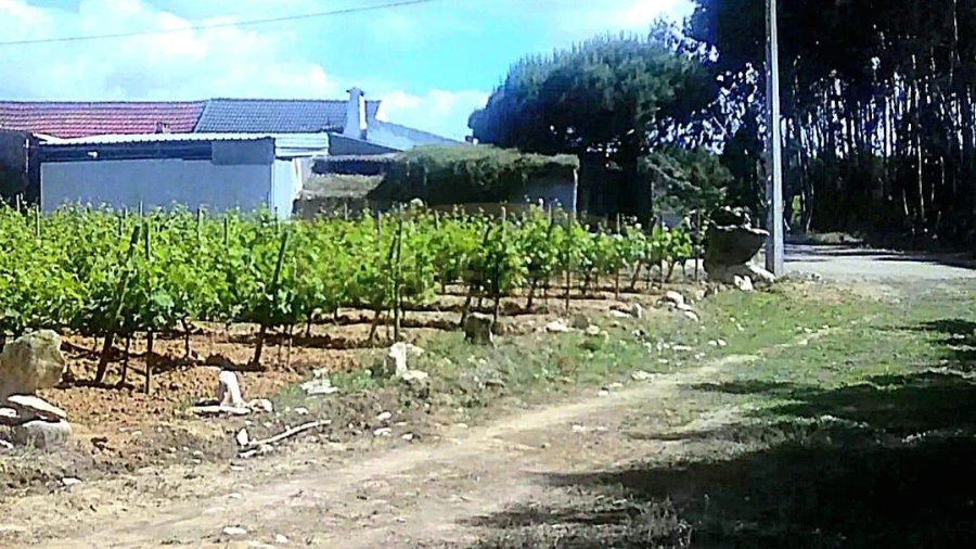 Terreno Agricola ou Rústico para Venda em São Bartolomeu dos Galegos e Moledo