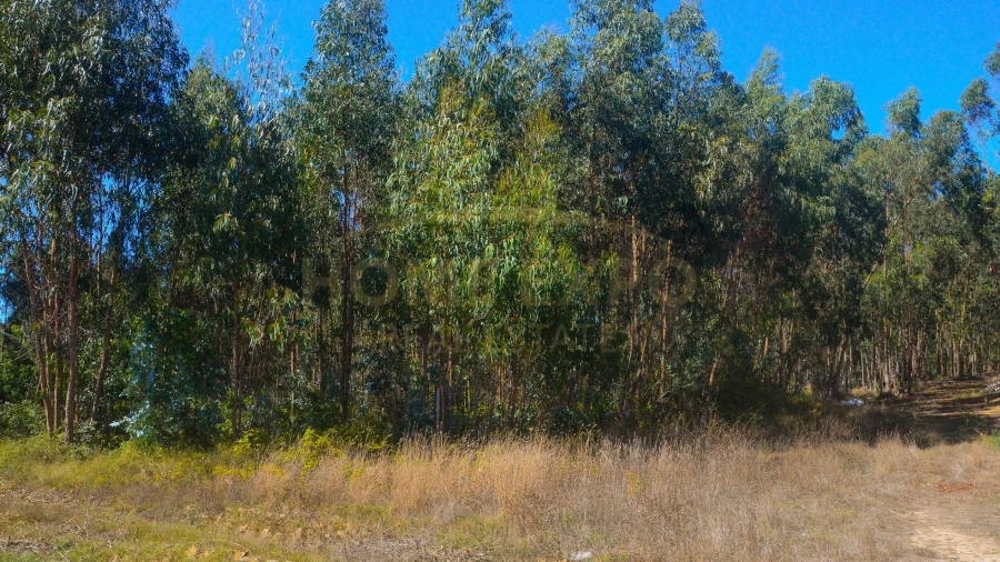 Terreno Agricola ou Rústico para Venda em São Bartolomeu dos Galegos e Moledo