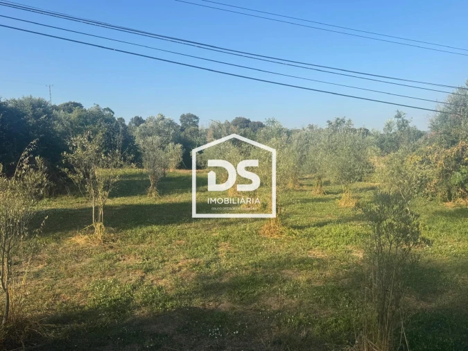 Terreno Agricola ou Rústico para Venda em Forno Telheiro Foto 4