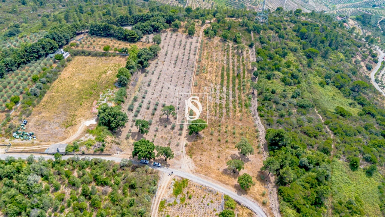 Terreno Agricola ou Rústico para Venda em Poiares e Canelas Foto 13
