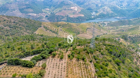 Terreno Agricola ou Rústico para Venda em Poiares e Canelas