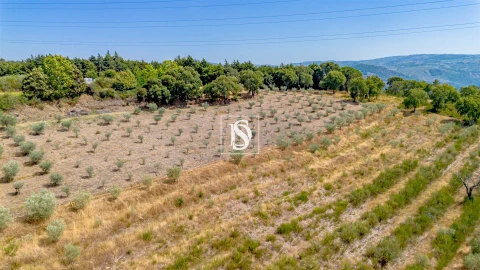 Terreno Agricola ou Rústico para Venda em Poiares e Canelas