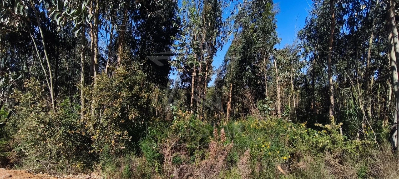 Terreno para Venda em Vidais Foto 11
