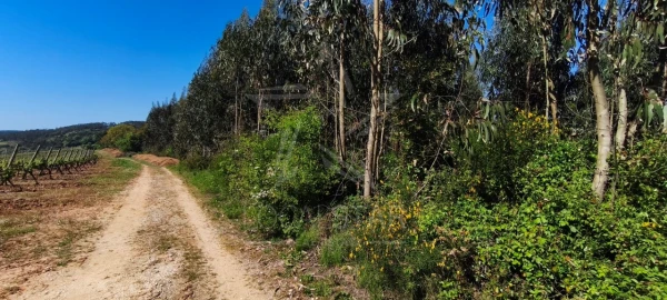 Terreno para Venda em Vidais