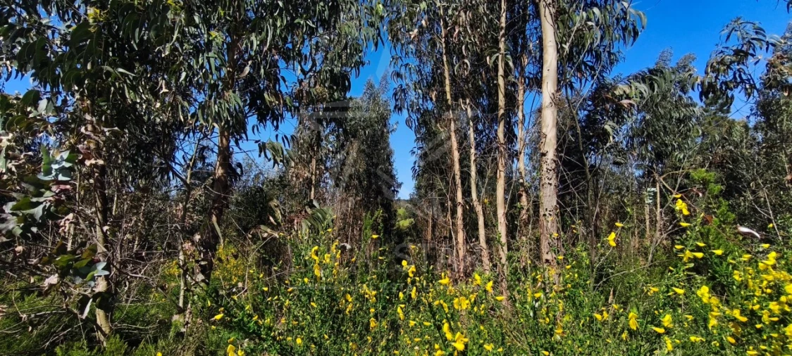 Terreno para Venda em Vidais Foto 8