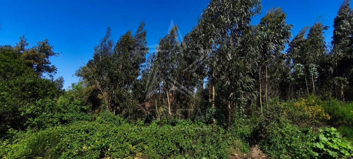 Terreno para Venda em Vidais Foto 10