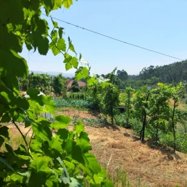 Quinta T3 para Venda em Vieira do Minho