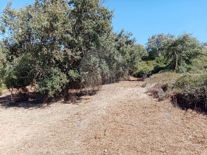 Terreno para Venda em Manique do Intendente, Vila Nova de São Pedro e Maçussa Foto 5