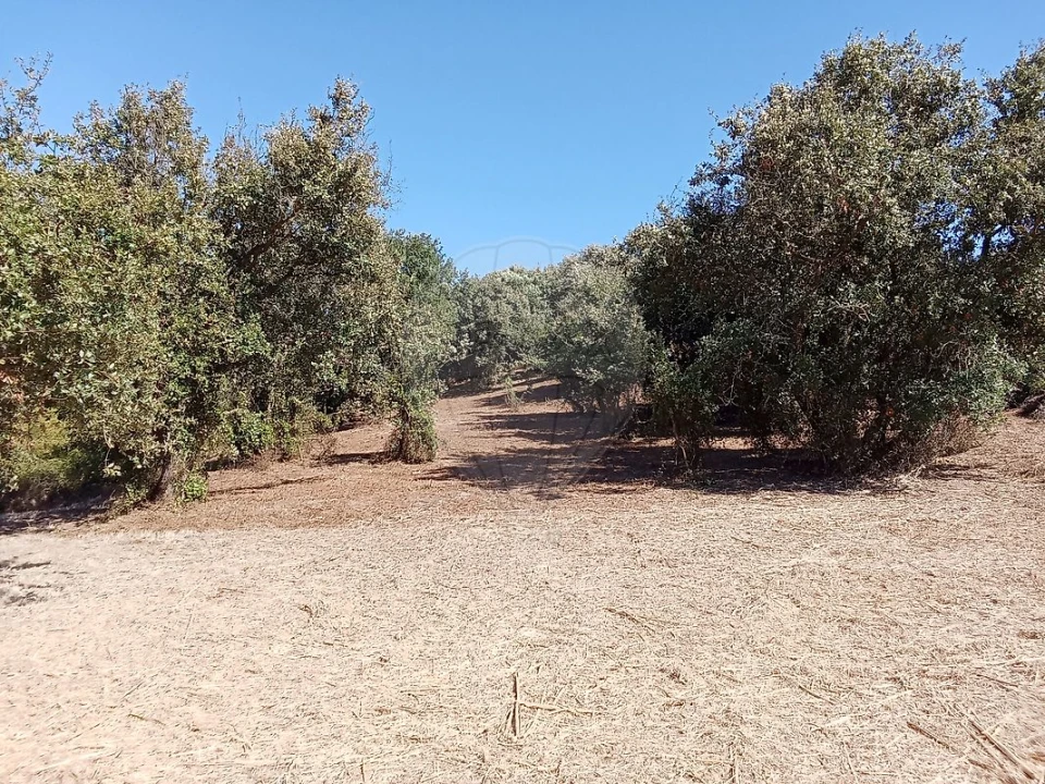 Terreno para Venda em Manique do Intendente, Vila Nova de São Pedro e Maçussa Foto 4