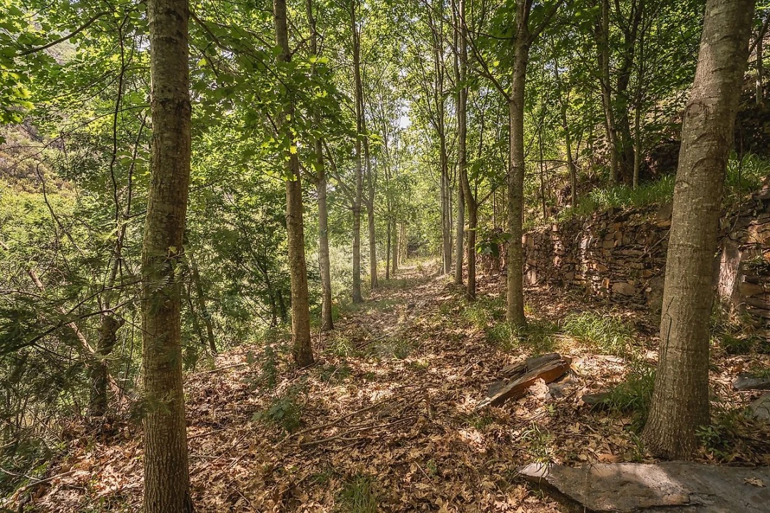 Terreno para Venda em Covelo de Paivó e Janarde Foto 11