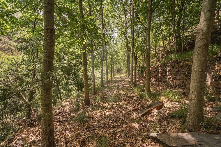 Terreno para Venda em Covelo de Paivó e Janarde Foto 11