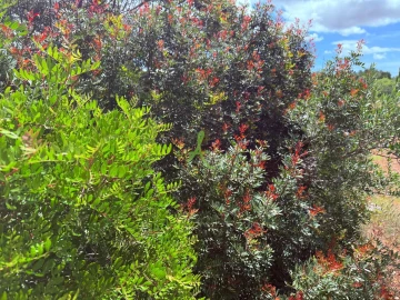 Terreno para Venda em Silves