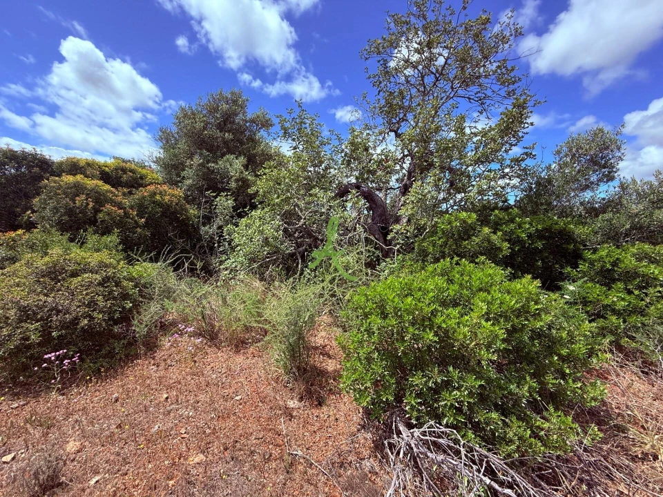 Terreno para Venda em Silves Foto 7