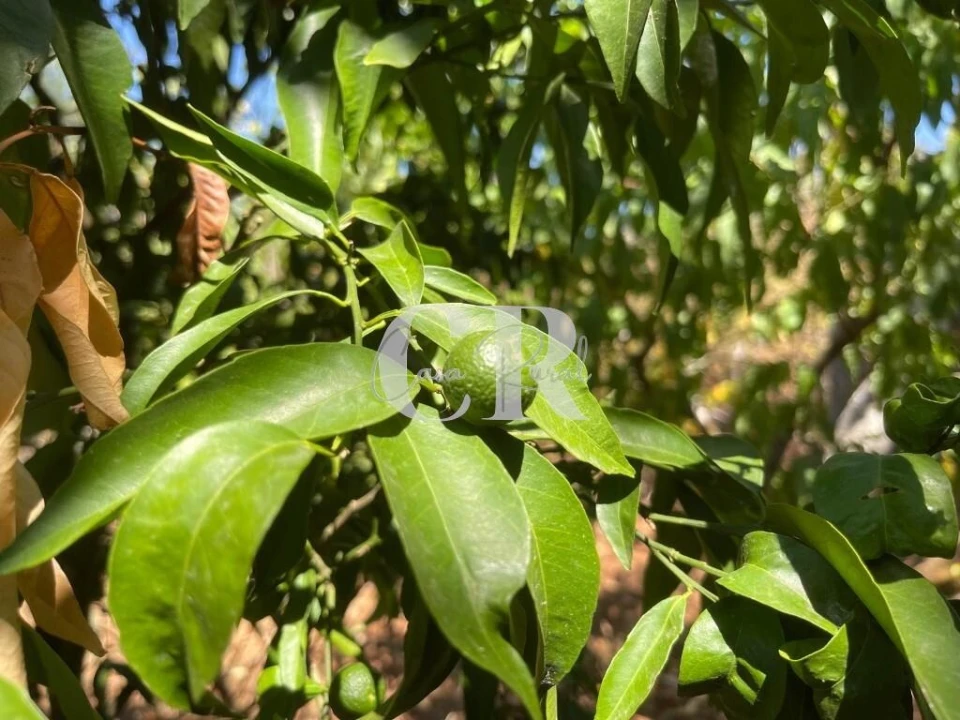 Moradia T2 para Venda em Chão de Couce Foto 23