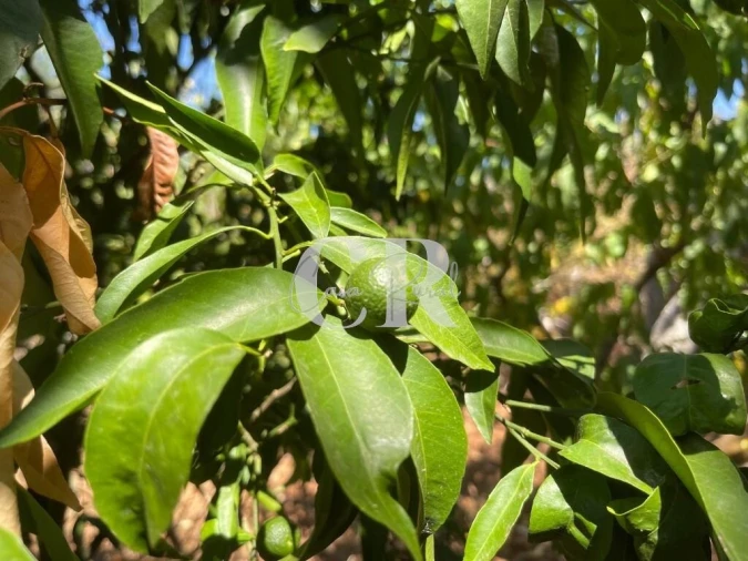 Moradia T2 para Venda em Chão de Couce Foto 23