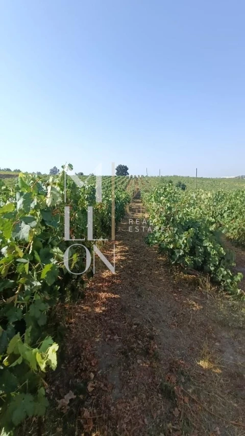 Terreno para Venda em Povolide