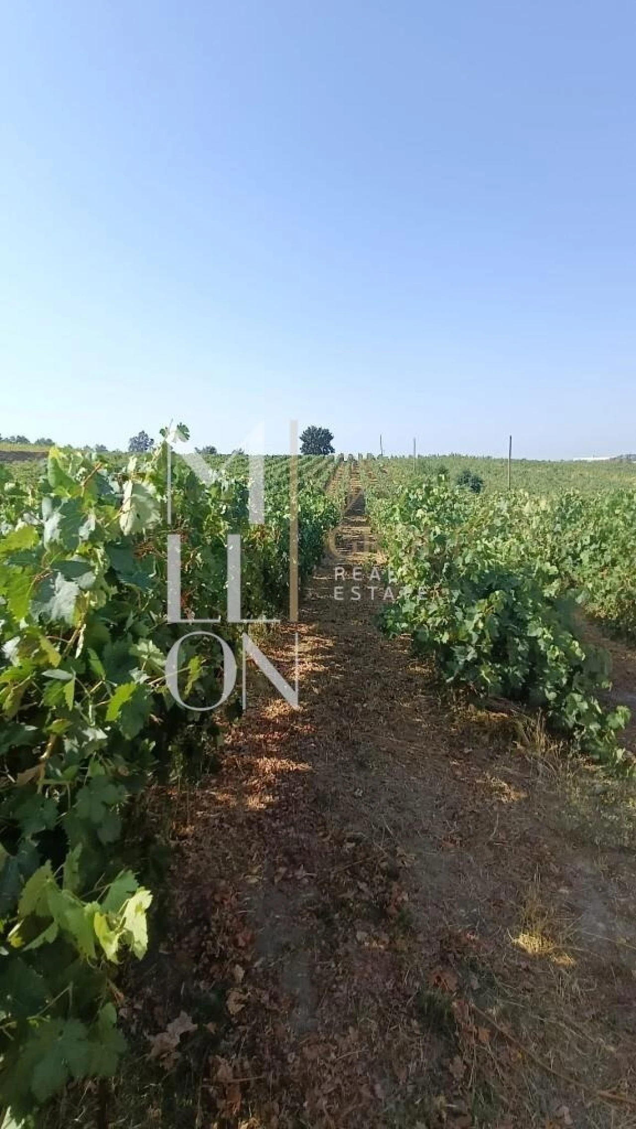 Terreno para Venda em Povolide Foto 14