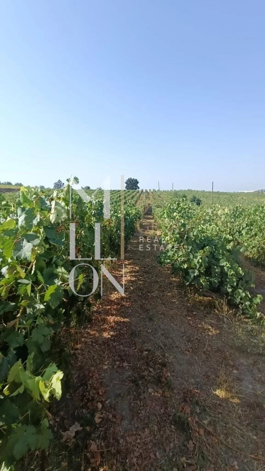 Terreno para Venda em Povolide Foto 14