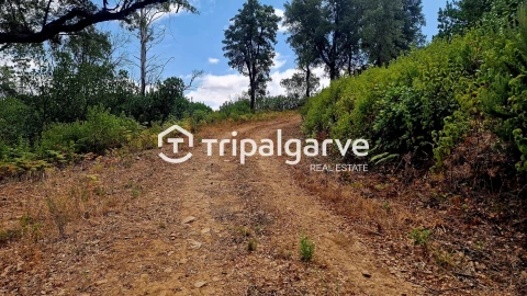 Terreno para Venda em Alferce