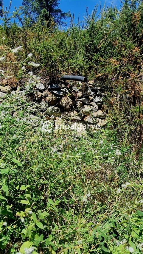 Terreno para Venda em Alferce