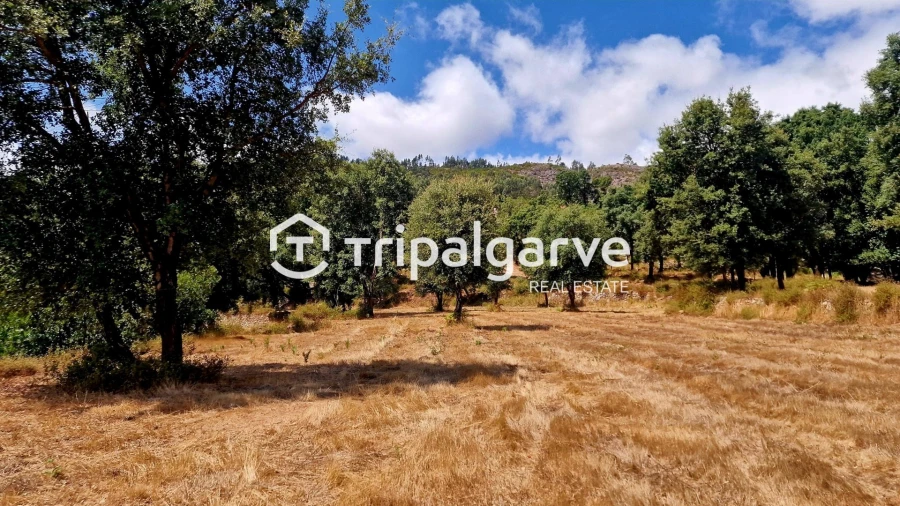 Terreno para Venda em Alferce Foto 30