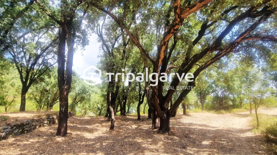 Terreno para Venda em Alferce Foto 4