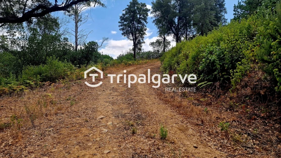 Terreno para Venda em Alferce Foto 26