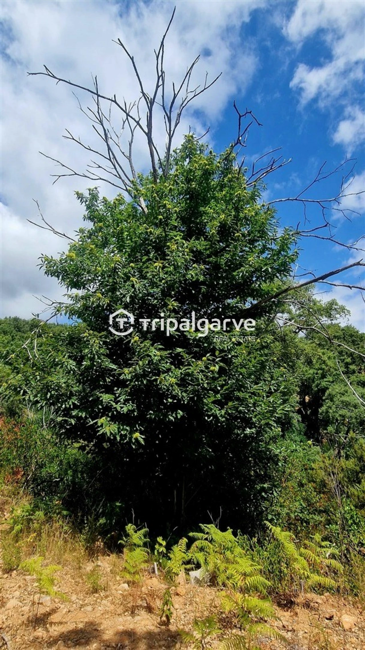Terreno para Venda em Alferce Foto 27