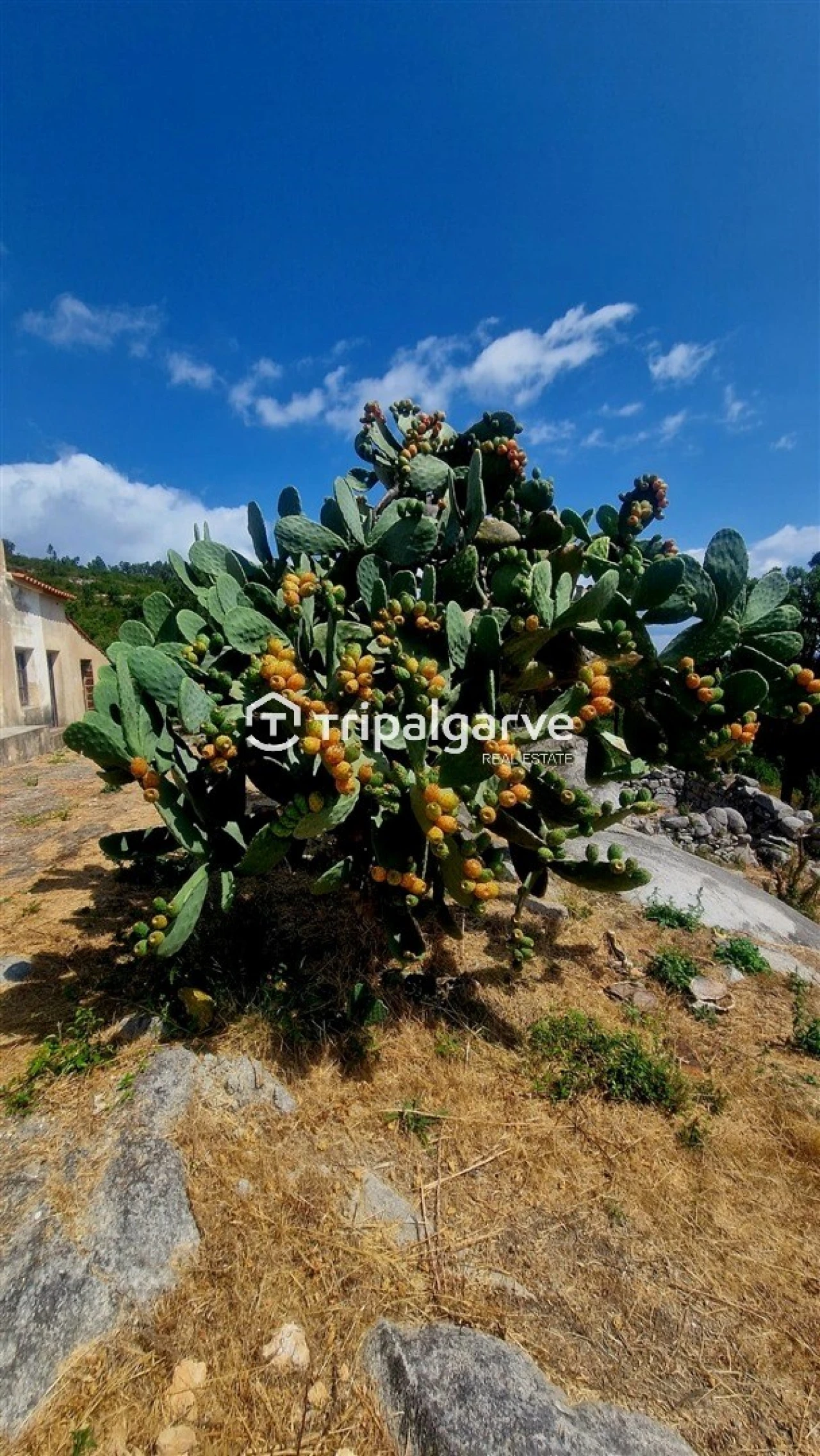Terreno para Venda em Alferce Foto 54