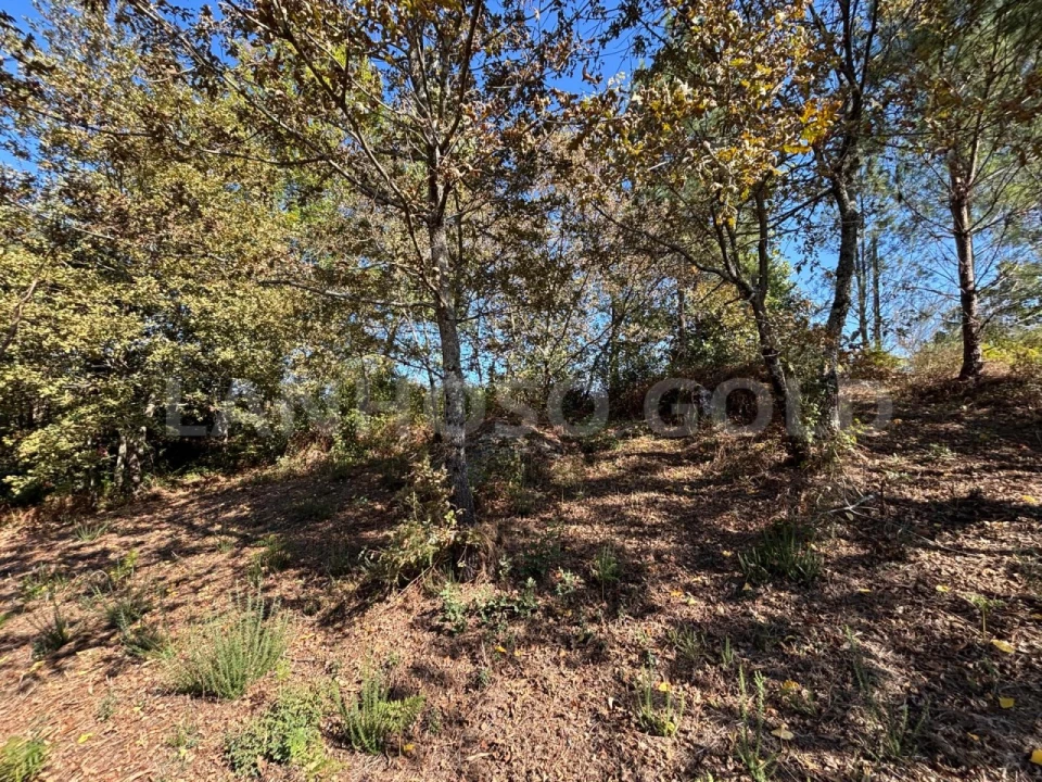Terreno para Venda em Verim, Friande e Ajude Foto 9