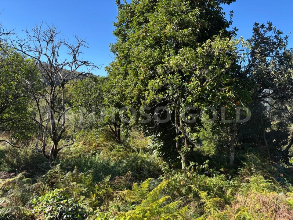 Terreno para Venda em Verim, Friande e Ajude Foto 15