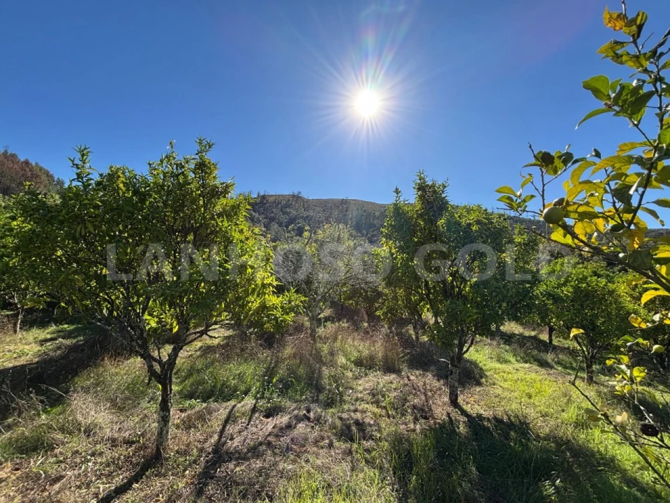 Terreno para Venda em Verim, Friande e Ajude Foto 29
