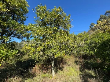 Terreno para Venda em Verim, Friande e Ajude