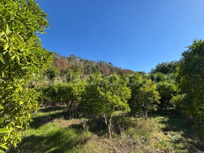 Terreno para Venda em Verim, Friande e Ajude Foto 28