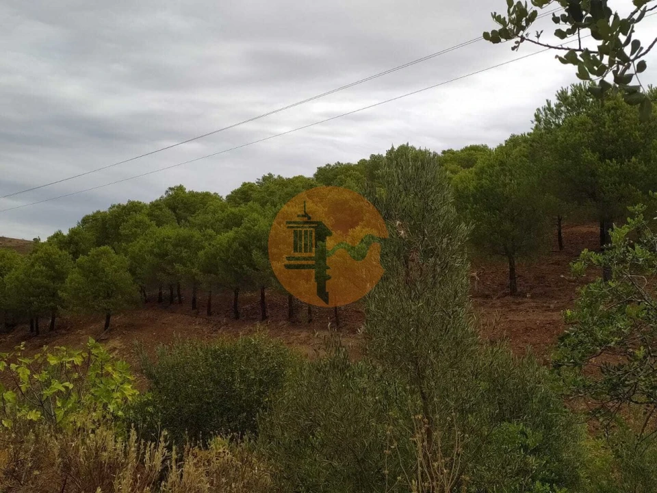 Terreno para Venda em Azinhal Foto 15