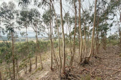 Terreno para Venda em Ramalhal
