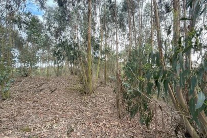 Terreno para Venda em Ramalhal