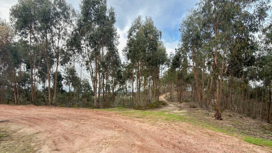Terreno para Venda em Ramalhal