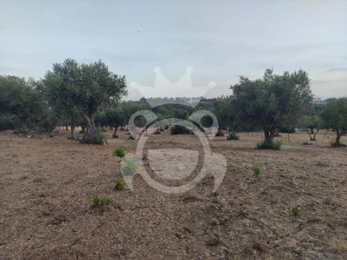 Terreno para Venda em Reguengos de Monsaraz Foto 3