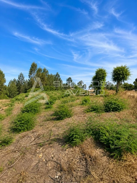 Terreno para Venda em Recardães e Espinhel